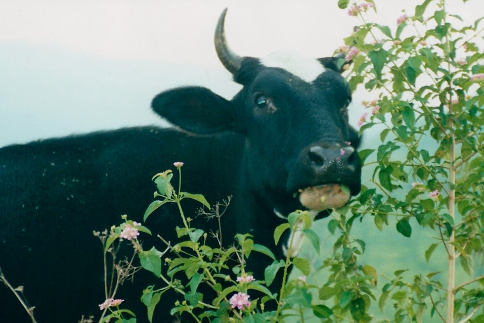 cow (2)