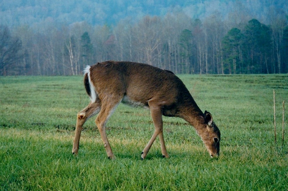 deer (2)