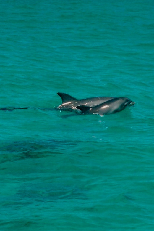 dolphins (2)