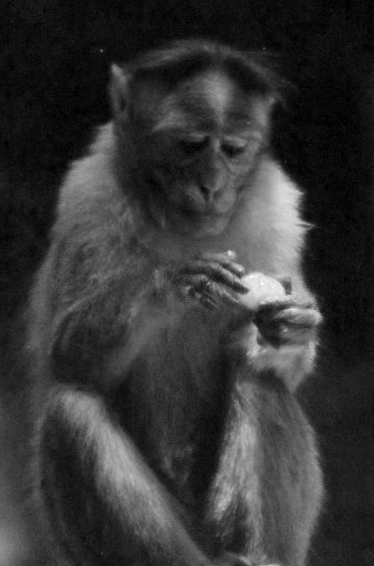A monkey on the streets in India.