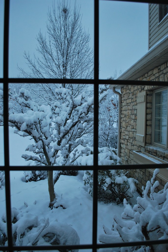 Soon, but not today, there will be hummingbirds in this tree.