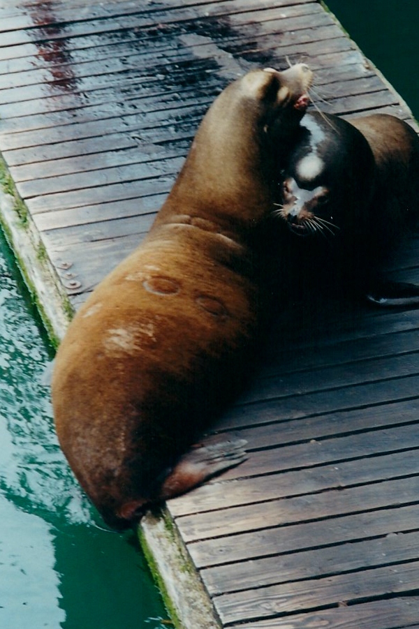 walrus (2)