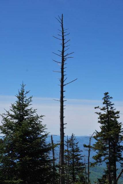 I am not sure why this dead tree fascinated me, but it did!
