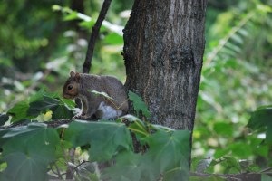 Church in the park 2013 001