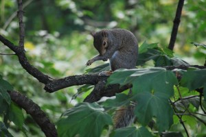 Church in the park 2013 008