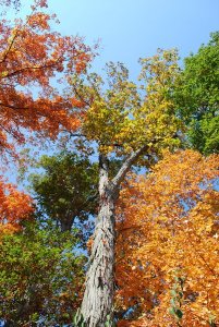 72145_1604152033233_7759821_n